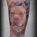 tattoo galleries/ - pitbull